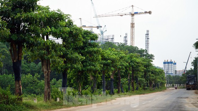 Hàng trăm cây hoa sữa sau một năm được trồng trên bãi rác Nam Sơn giờ ra sao? - Ảnh 8.