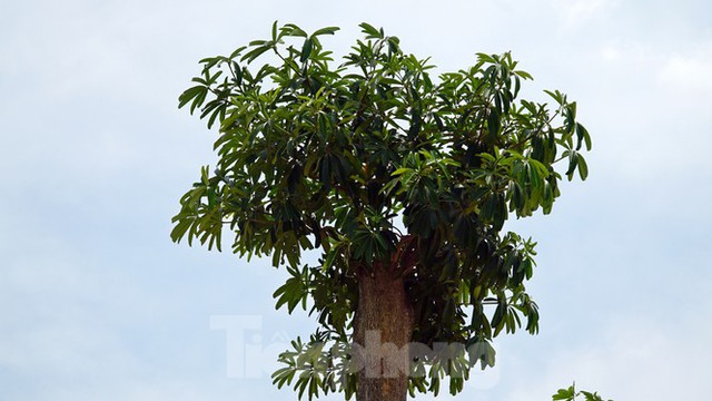 Hàng trăm cây hoa sữa sau một năm được trồng trên bãi rác Nam Sơn giờ ra sao? - Ảnh 9.