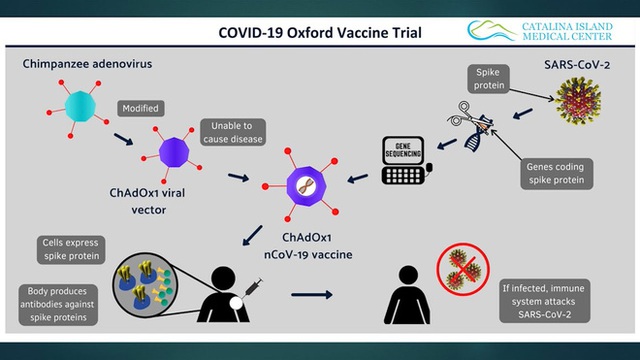 Nửa năm sau đại dịch, đã có 4 ứng viên cho vắc-xin COVID-19, giờ là lúc phải đối mặt với câu hỏi quyết định - Ảnh 4.
