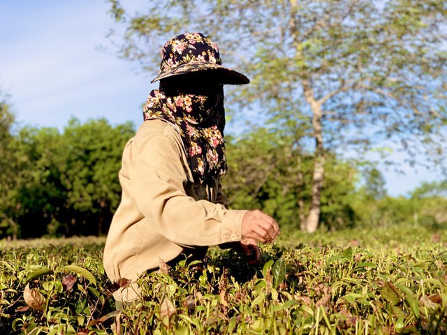 Nắng quay quắt, nhiều đồi chè Hà Tĩnh cháy khô, dân chất đống đem về làm củi - Ảnh 4.