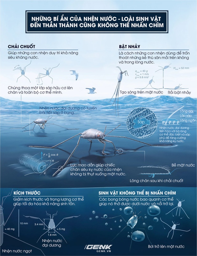 Đọc cuối tuần: Những bí ẩn của loài nhện nước viễn dương - sinh vật đến thần thánh cũng không thể nhấn chìm - Ảnh 8.
