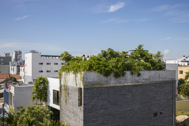 Rừng cây ăn quả nhiệt đới phủ kín mái nhà ở Đà Nẵng - Ảnh 1.