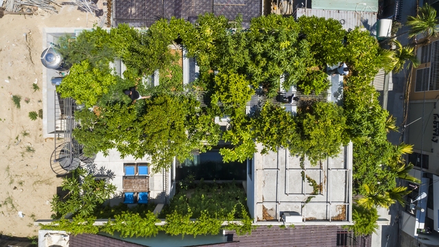 Rừng cây ăn quả nhiệt đới phủ kín mái nhà ở Đà Nẵng - Ảnh 16.