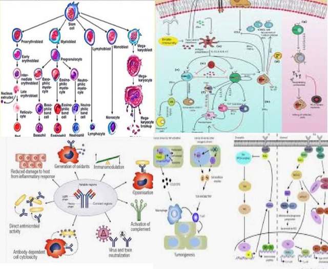  Bài viết vui gây bão của BS tuyến đầu chống dịch: Virus thì rất nham hiểm, hệ miễn dịch lại như cô người yêu phức tạp, loằng ngoằng! - Ảnh 2.