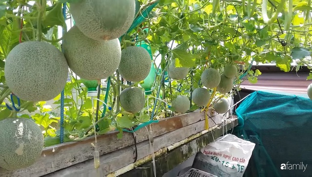  Nông trại chăn nuôi chim cút và trồng đầy cây trái trên sân thượng 90m² của con trai làm để tặng mẹ ở Sài Gòn - Ảnh 17.