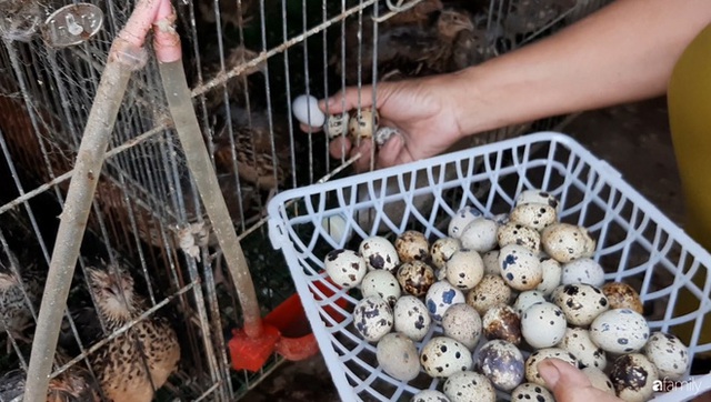  Nông trại chăn nuôi chim cút và trồng đầy cây trái trên sân thượng 90m² của con trai làm để tặng mẹ ở Sài Gòn - Ảnh 29.