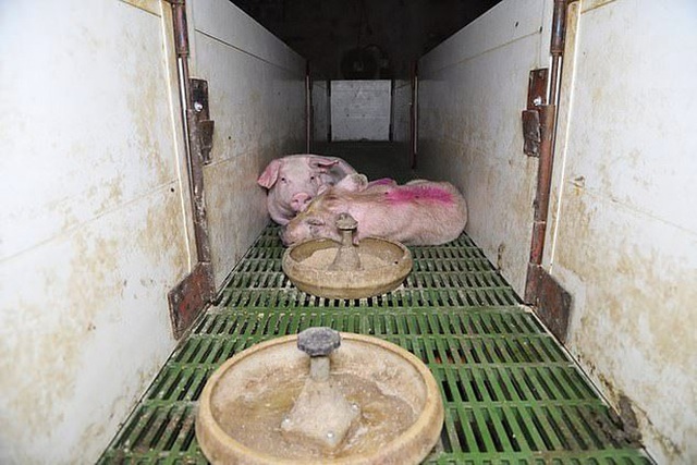 Cảnh tượng sốc hé lộ sự thật đáng sợ trong trang trại lợn tiêu chuẩn cao ở Anh: Sống trong bẩn thỉu, thậm chí phải ăn thịt lẫn nhau để sinh tồn - Ảnh 2.