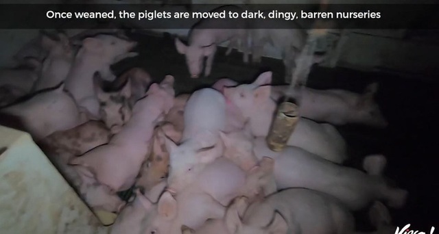 Cảnh tượng sốc hé lộ sự thật đáng sợ trong trang trại lợn tiêu chuẩn cao ở Anh: Sống trong bẩn thỉu, thậm chí phải ăn thịt lẫn nhau để sinh tồn - Ảnh 5.