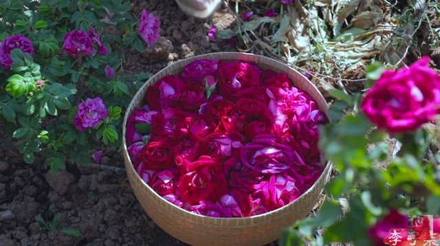 Tiên nữ đồng quê Lý Tử Thất mê hoặc hội chị em bằng vườn hồng như chốn cổ tích kèm công thức chế biến tỷ thứ từ loại hoa này - Ảnh 7.