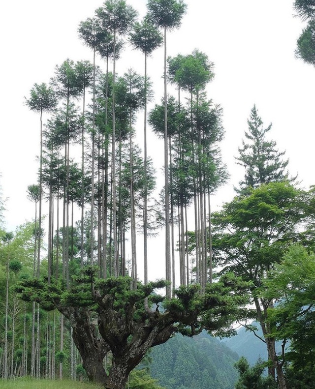 Tìm hiểu về kỹ thuật trồng cây cổ xưa Daisugi giúp tạo ra nhiều cây gỗ mới từ một gốc cây - Ảnh 3.