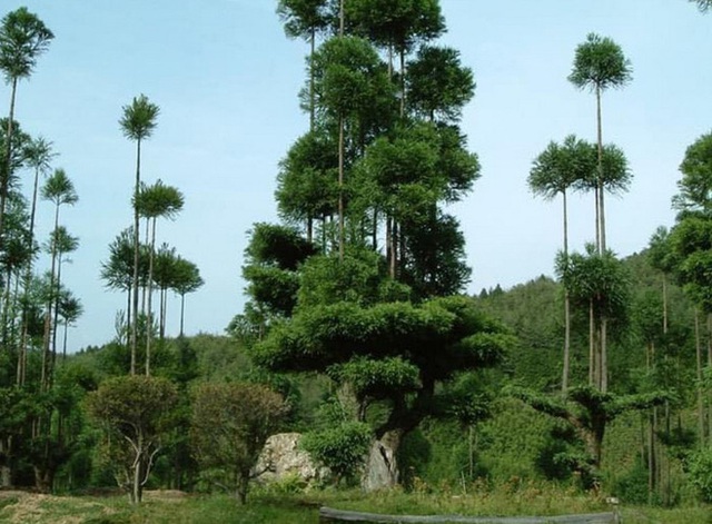 Tìm hiểu về kỹ thuật trồng cây cổ xưa Daisugi giúp tạo ra nhiều cây gỗ mới từ một gốc cây - Ảnh 1.