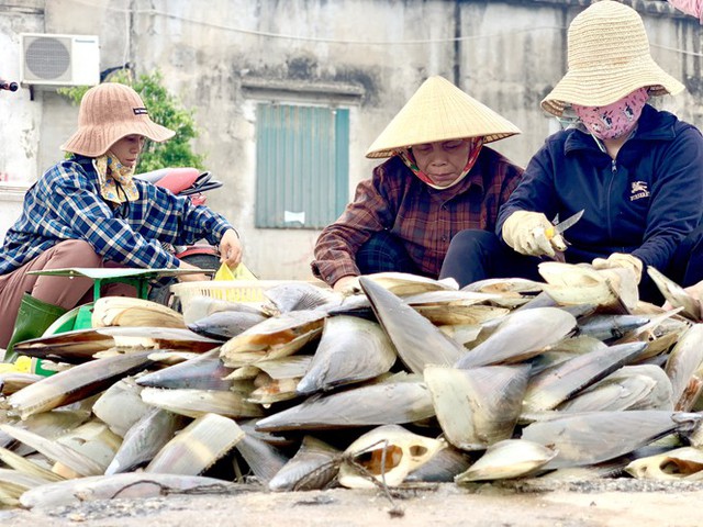 Trúng đậm lộc trời, ngư dân Hà Tĩnh kiếm tiền triệu mỗi ngày - Ảnh 12.