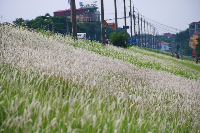 Những triền đê phủ trắng cỏ tranh ở Hà Nội  - Ảnh 2.