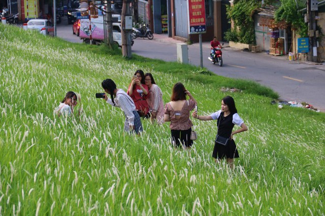 Những triền đê phủ trắng cỏ tranh ở Hà Nội  - Ảnh 3.