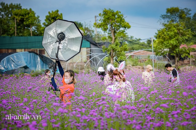 Giới trẻ chết mê chết mệt với cánh đồng oải hương thảo giữa lòng Hà Nội, rộng ngút tầm mắt tha hồ check-in chẳng phải đi đâu xa - Ảnh 5.