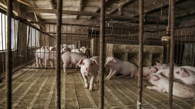  Dự báo kho dự trữ thịt lợn bí mật của Trung Quốc sắp cạn kiệt, chỉ còn trụ được 3 tháng - Ảnh 1.