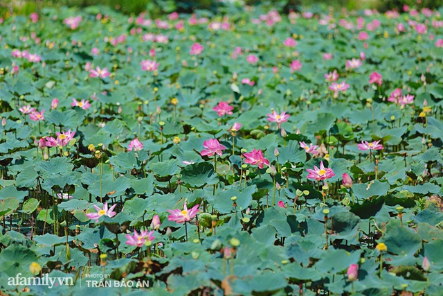 Mới tháng 9, cánh đồng hoa hướng dương và đầm sen ngay trong Sài Gòn đã nở cực rộ đẹp như Tết, tốn có 40.000 đồng được ngắm cả ngày trời! - Ảnh 2.