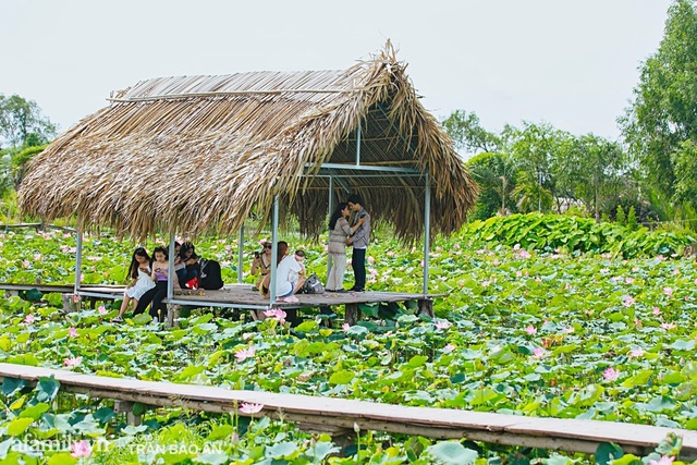 Mới tháng 9, cánh đồng hoa hướng dương và đầm sen ngay trong Sài Gòn đã nở cực rộ đẹp như Tết, tốn có 40.000 đồng được ngắm cả ngày trời! - Ảnh 13.