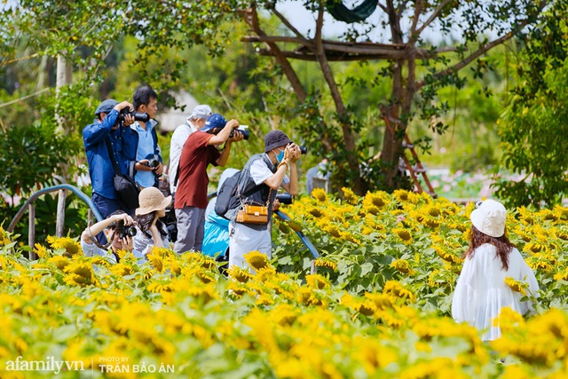 Mới tháng 9, cánh đồng hoa hướng dương và đầm sen ngay trong Sài Gòn đã nở cực rộ đẹp như Tết, tốn có 40.000 đồng được ngắm cả ngày trời! - Ảnh 14.
