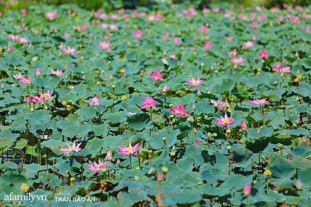 Mới tháng 9, cánh đồng hoa hướng dương và đầm sen ngay trong Sài Gòn đã nở cực rộ đẹp như Tết, tốn có 40.000 đồng được ngắm cả ngày trời! - Ảnh 8.