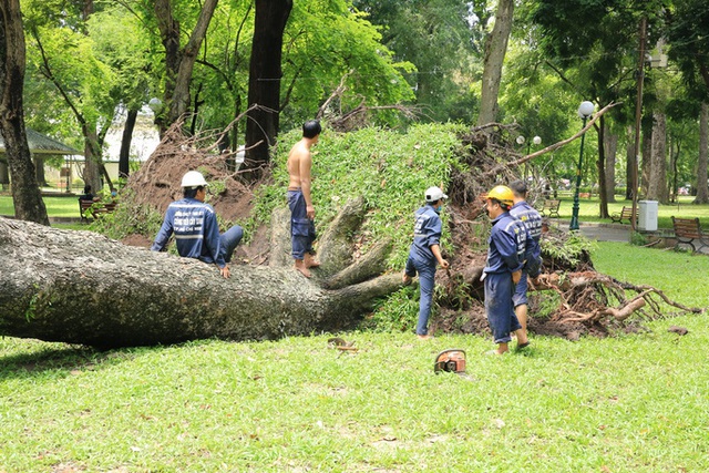  Đang đi trên đường bị cây bật gốc đè, ai chịu trách nhiệm?  - Ảnh 1.