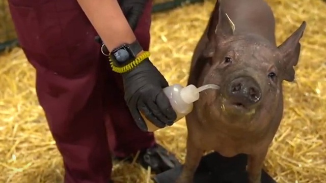 PETA không vui khi Elon Musk thử nghiệm Neuralink lên lợn - Ảnh 1.