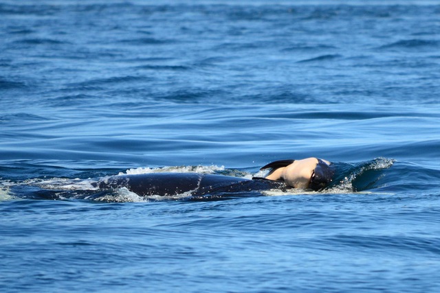 Cá voi sát thủ từng ôm xác con đi khắp đại dương trong suốt 17 ngày đã sinh con mới - Ảnh 1.