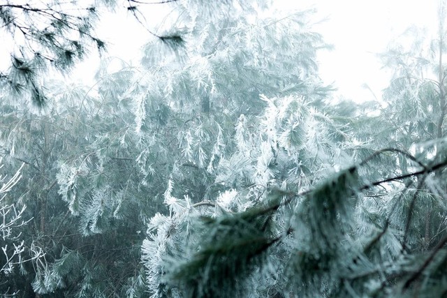 Những khoảnh khắc băng tuyết phủ trắng Y Tý - Sapa, hoa đào nở đóng băng đẹp như cổ tích là dịp vô cùng hiếm hoi để du lịch vào thời điểm này! - Ảnh 12.