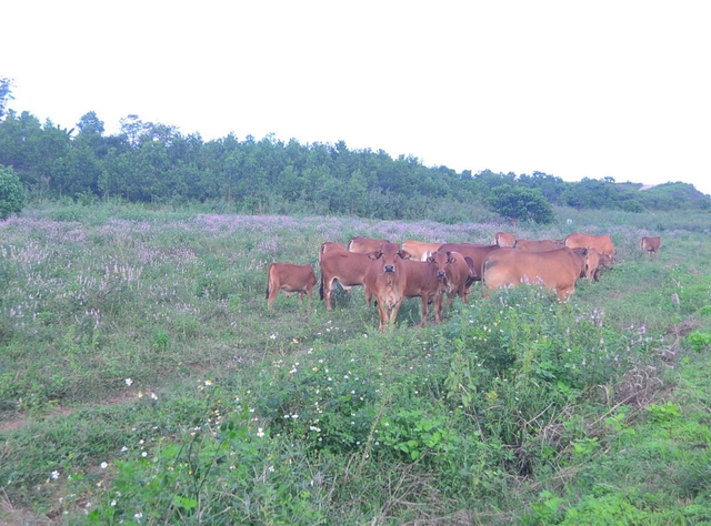  Miền Trung rét chưa từng thấy  - Ảnh 3.