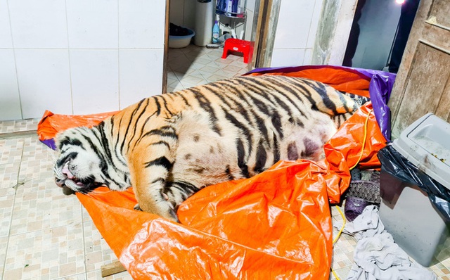 Cá thể hổ nặng 250kg nằm bất tỉnh trong nhà dân.