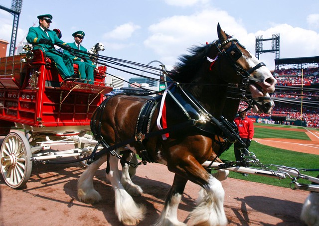 Marketing khôn ngoan như Budweiser: Nghỉ quảng cáo trong Super Bowl, dành 5,6 triệu USD đó để nâng cao nhận thức về vaccine Covid-19 - Ảnh 1.