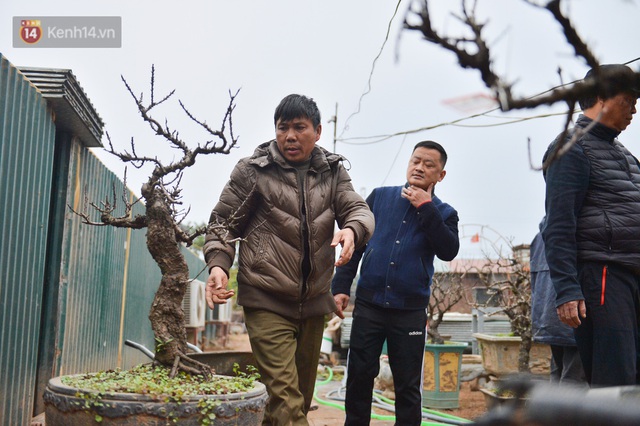 The specialness of the million-dollar king of peaches: Lying in air conditioner to welcome Tet, waiting for the owner to order flowers - Photo 8.