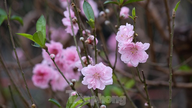 Nông dân trồng đào Hải Dương điêu đứng vì nguy cơ lỗ nặng - Ảnh 10.