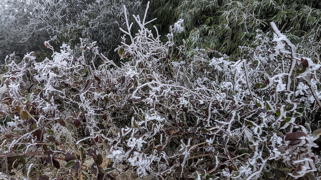Sáng nay đỉnh Mẫu Sơn, Phia Oắc cây cối đóng băng, nhiều du khách thích thú chụp ảnh check in - Ảnh 8.