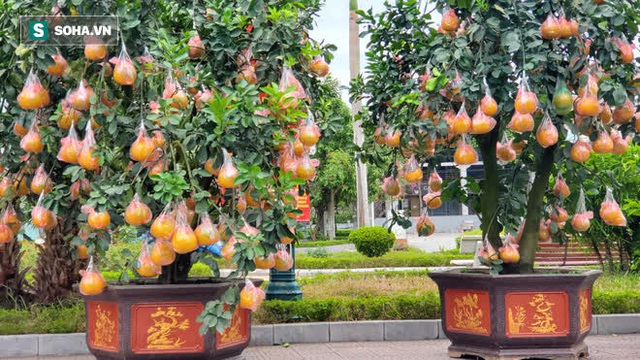 Dựng lều dã chiến trong tiết trời lạnh 8 độ bán đào cảnh trăm triệu, hàng khủng chơi Tết - Ảnh 16. Dựng lều dã chiến trong tiết trời lạnh 8 độ bán đào cảnh trăm triệu, hàng khủng chơi Tết - Ảnh 16.