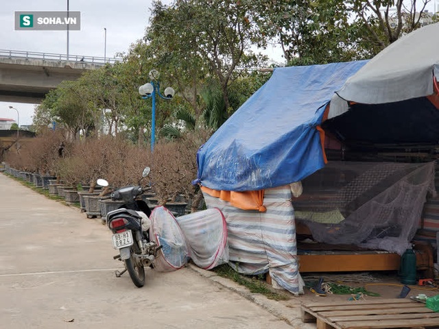  Dựng lều dã chiến trong tiết trời lạnh 8 độ bán đào cảnh trăm triệu, hàng khủng chơi Tết - Ảnh 5.