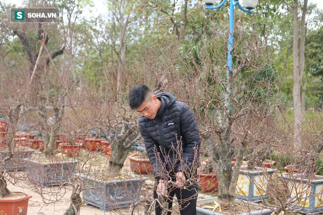 Dựng lều dã chiến trong tiết trời lạnh 8 độ bán đào cảnh trăm triệu, hàng khủng chơi Tết - Ảnh 8. Dựng lều dã chiến trong tiết trời lạnh 8 độ bán đào cảnh trăm triệu, hàng khủng chơi Tết - Ảnh 8.