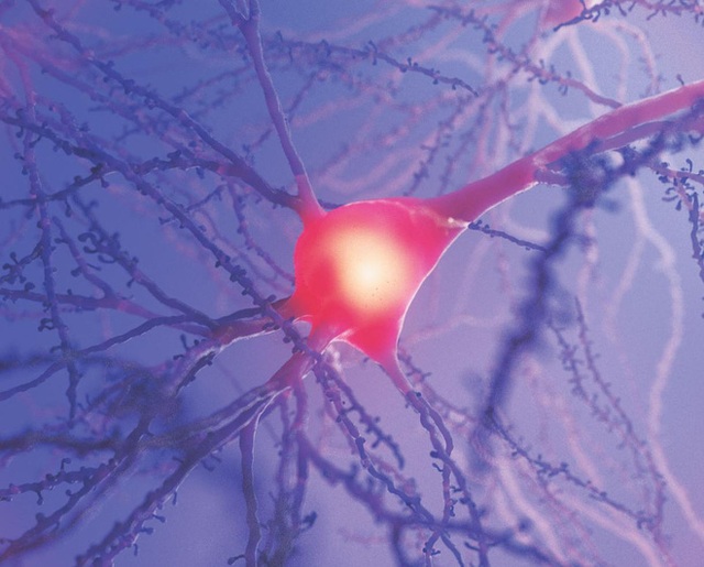 Vòng đời của neuron: Một chuyến du hành vào bên trong não bộ - Ảnh 7.