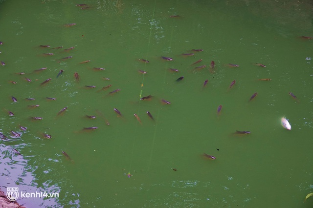  Hà Nội: Sông Tô Lịch bất ngờ chuyển màu xanh ngắt, người dân mang theo bao bắt hàng trăm cân cá đem về - Ảnh 4.