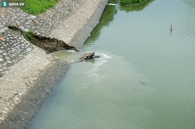 [ẢNH] Cận cảnh dòng nước xanh ngắt hiếm thấy tại sông Tô Lịch, cá bơi nhộn nhịp hàng đàn - Ảnh 11.