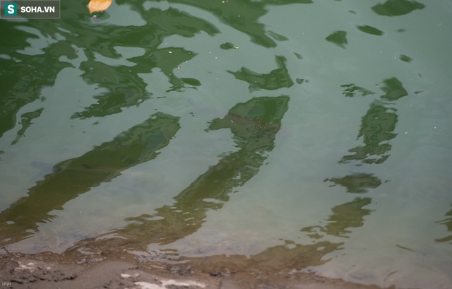[ẢNH] Cận cảnh dòng nước xanh ngắt hiếm thấy tại sông Tô Lịch, cá bơi nhộn nhịp hàng đàn - Ảnh 12.