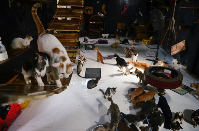 Cặp vợ chồng cưu mang 100 con chó, mèo bị chủ F0 bỏ rơi mùa dịch 