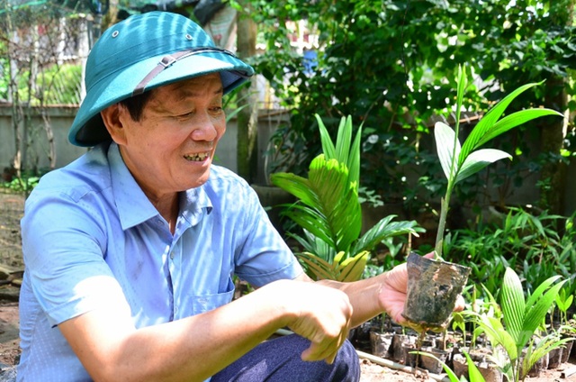  Nam Định: Trồng loại cây mỗi năm ăn vài nắm muối, trả vài phân vàng - Ảnh 3.