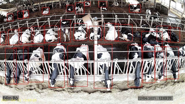  Ông Nguyễn Tử Quảng khoe công nghệ camera Bkav AI View trong nuôi bò - Ảnh 3.