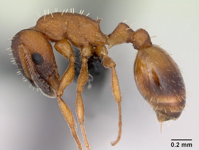 Kiến Temnothorax bất tử: Cái giá kinh hoàng phải trả cho liều thuốc trường sinh - Ảnh 3. Kiến Temnothorax bất tử: Cái giá kinh hoàng phải trả cho liều thuốc trường sinh - Ảnh 3.