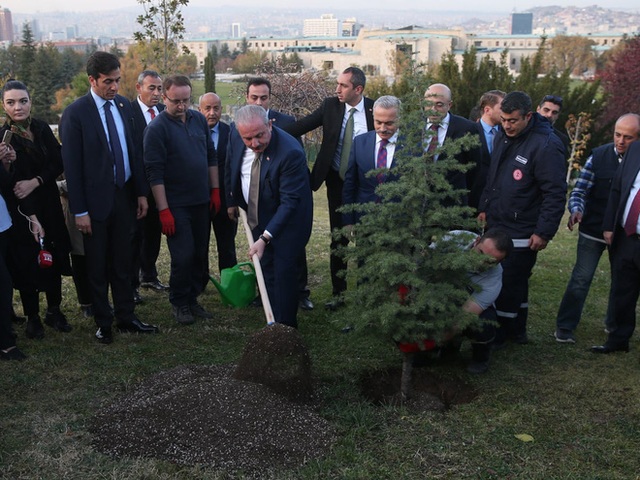 Năm 2019, Thổ Nhĩ Kỳ lập kỷ lục trồng mới 11 triệu cây xanh chỉ trong 1 ngày, số phận của chúng giờ ra sao? - Ảnh 1.