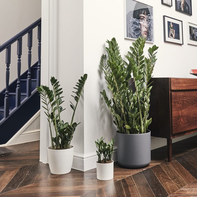 Cây diễm tư: Loại cây phong thủy thượng thặng, đem tài lộc hút may mắn về nhà - Ảnh 4.