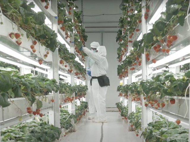 Cách tạo ra những quả dâu tây xa xỉ trong các trang trại thẳng đứng được điều khiển bằng AI ở Mỹ - Ảnh 1.