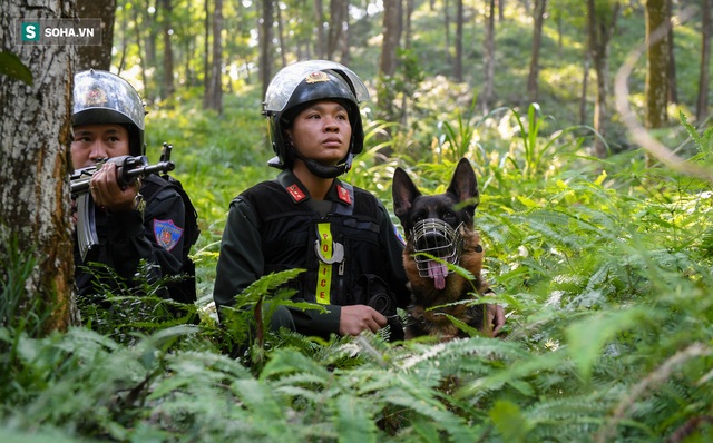  Xem chó nghiệp vụ Việt Nam băng qua mưa bom, bão đạn quật ngã tội phạm trong nháy mắt - Ảnh 12.
