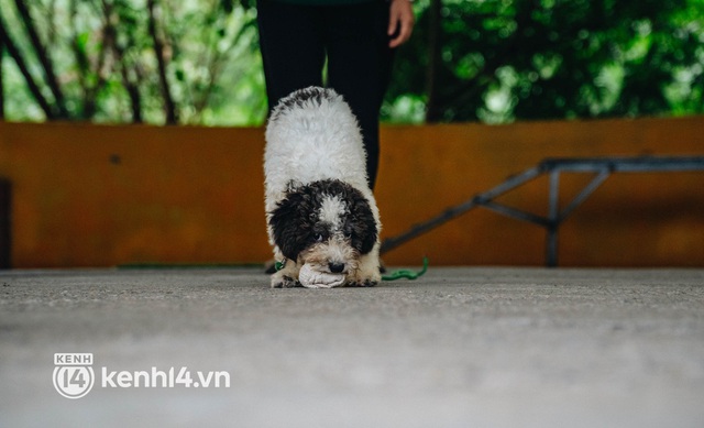  Ngộ nghĩnh học kỳ quân đội của những chú cún ở Hà Nội: Không đủ điểm tốt nghiệp thì phải... học lại - Ảnh 12.